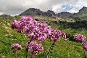 86 Pigamo colombino (Thalictrum aquilegifolium) con vista in Madonnino